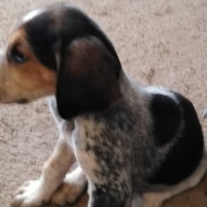 Meet your Posher, Louie